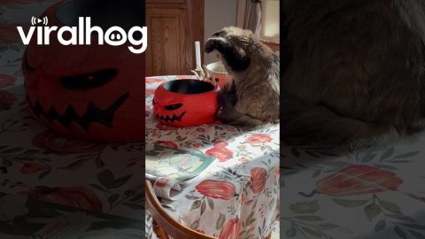 Fearless Cat Plays With Halloween Decorations || ViralHog