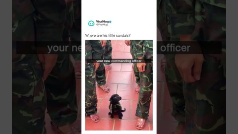 Soldier Puppy || ViralHog Shorts