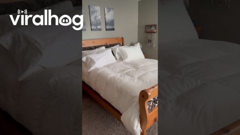 My Cat When I Vacuum || ViralHog