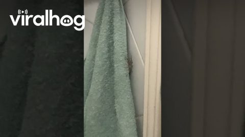 Guess I Won't Be Drying Myself || ViralHog