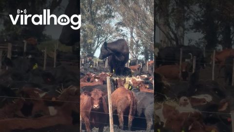 Queen of the Herd || ViralHog
