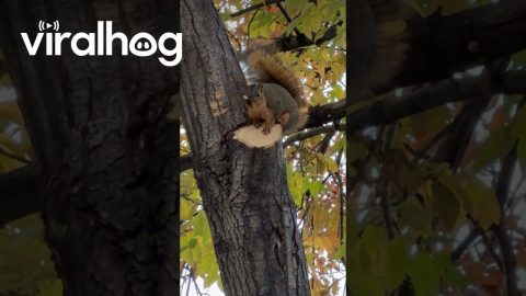Squirrel Caught With Pumpkin Seed Evidence || ViralHog
