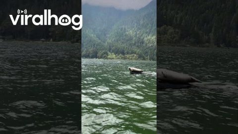 A Seal Afloat on a Log Boat || ViralHog