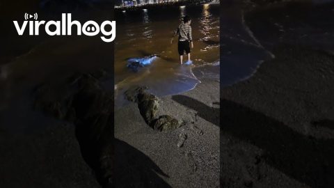 Grandson Freaked Out by Blue Sea Sparkle || ViralHog