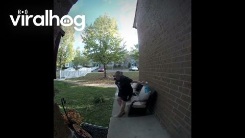 Kicking A Lantern Fly Goes Badly || ViralHog
