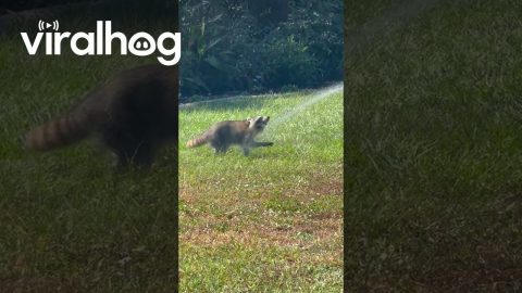 Raccoon is My New Best Friend || ViralHog