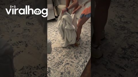 Mom Sneaks Labradoodle Into Dorm || ViralHog