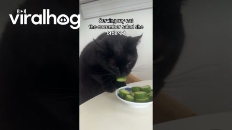 Cat Cronches Cucumber Salad || ViralHog