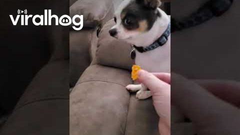 Cheesy Chips Taste Better With Dip || ViralHog