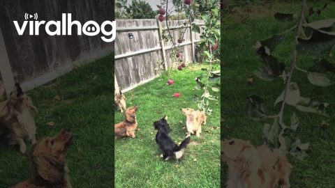 Dachshunds Try to Get an Apple Off the Tree || ViralHog