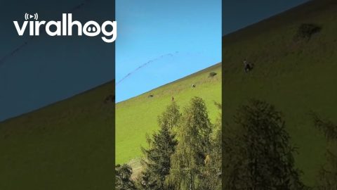 When You Think You're Having a Bad Day but Spot Some People Getting Sprayed With Manure || ViralHog
