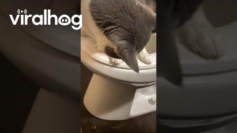 Cat Uses Human Toilet || ViralHog