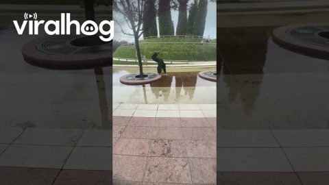 Puddle Jump Fail || ViralHog
