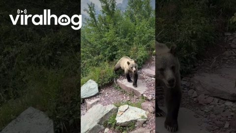 Double Grizzly Encounter on Grinnell Glacier Trail || ViralHog