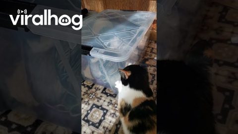 Cat Discovered My Yarn Stash || ViralHog