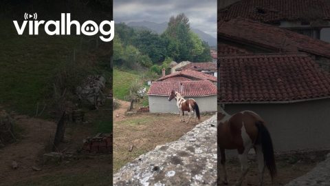 I Speak Fluent Horse || ViralHog