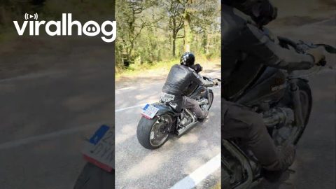 Staffy Motorcycle Ride With a Splash || ViralHog