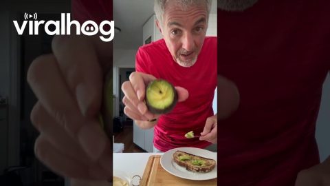 Addressing Avocado Pit Concerns || ViralHog