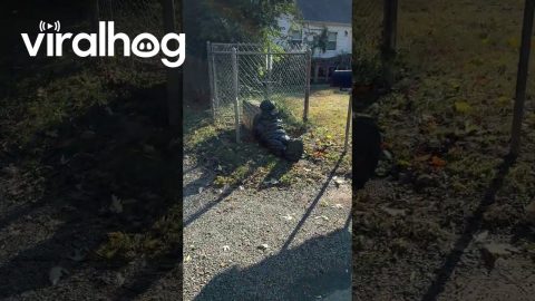 Halloween Decorations Taken Too Far? || ViralHog