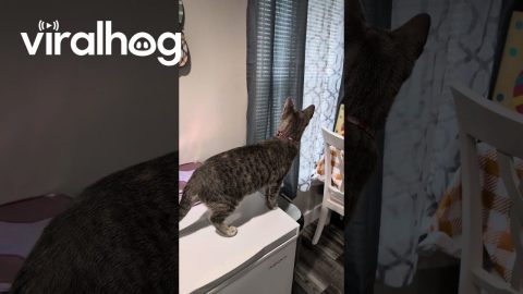 Cat Tries to Jump Through the Window to Bird Feeder || ViralHog