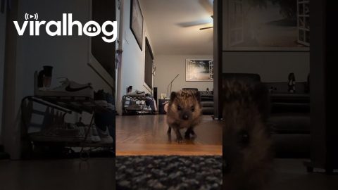 Hedgehog Loves To Run || ViralHog