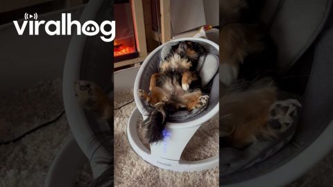 Baby and a Dog Chilling || ViralHog