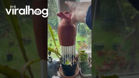 Ceramic Waterer Rains On Plants || ViralHog