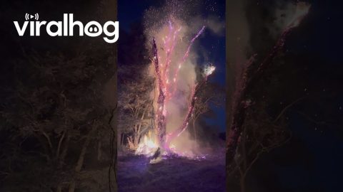 Controlled Burn of 100-Year-Old Dead Tree || ViralHog