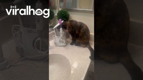 Caught My Cat Drinking From My Water Flosser || ViralHog