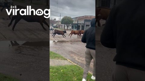 Cows Parade Down Empty Street || ViralHog