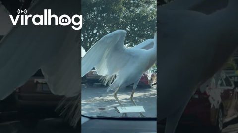 Bird Perches in Front of Driver's Windshield || ViralHog