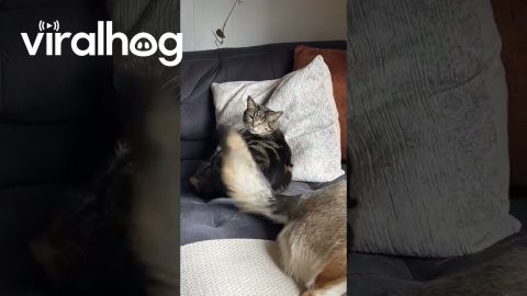 Happy Dog Doesn’t Realize Cat Sister is Getting Tail Slapped || ViralHog