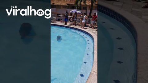 Capybara Swimming in a Pool || ViralHog