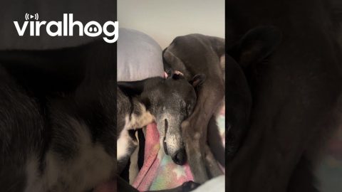 Head Massage While Trying to Sleep || ViralHog