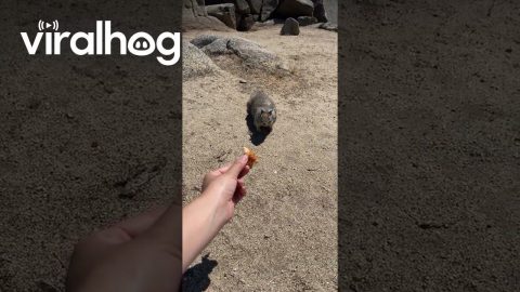 Squirrel Wants Chicken || ViralHog
