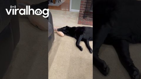Lazy Black Lab Doesn't Stand To Play || ViralHog