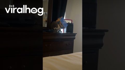Cat With Tissue Box on Head || ViralHog