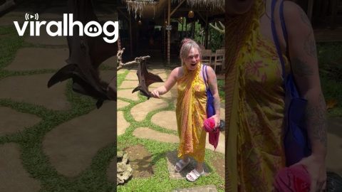 Bat Gives Woman a Hug || ViralHog