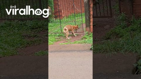 Clever Pup Tugs Gate Open || ViralHog