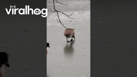 Goose Chases Cracker Across Ice || ViralHog