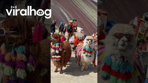 Life of a Llama at Rainbow Mountain || ViralHog