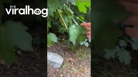 One Leaf Shakes Wildly || ViralHog