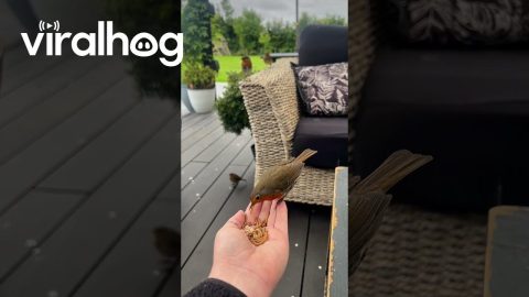 Wild Bird Befriends Human || ViralHog
