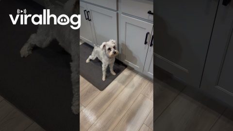Sourdough Loaf Shivers Schnauzer's Timbers || ViralHog