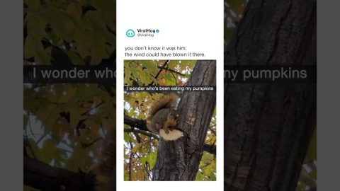 Squirrel Caught With Pumpkin Seed Evidence || ViralHog Shorts
