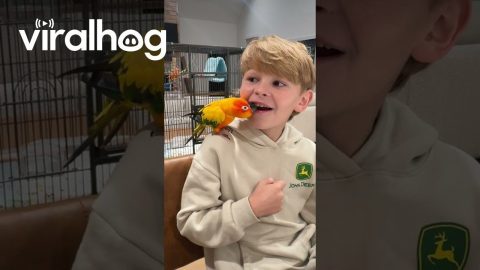 Rainbow Pterodactyl Pulling Out Son's Tooth || ViralHog