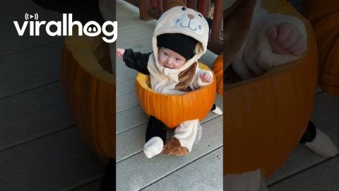 Best of Spooky Season || ViralHog