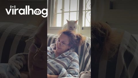 Cat Affectionately Smooshes Heads || ViralHog