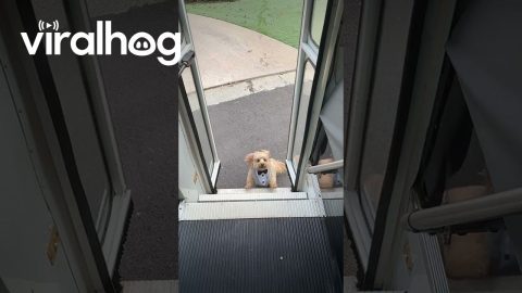 Dog Wears Sunday Best for His Tuesday Dog Bus Group || ViralHog