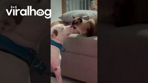 Moms and Their Crusty White Dog || ViralHog